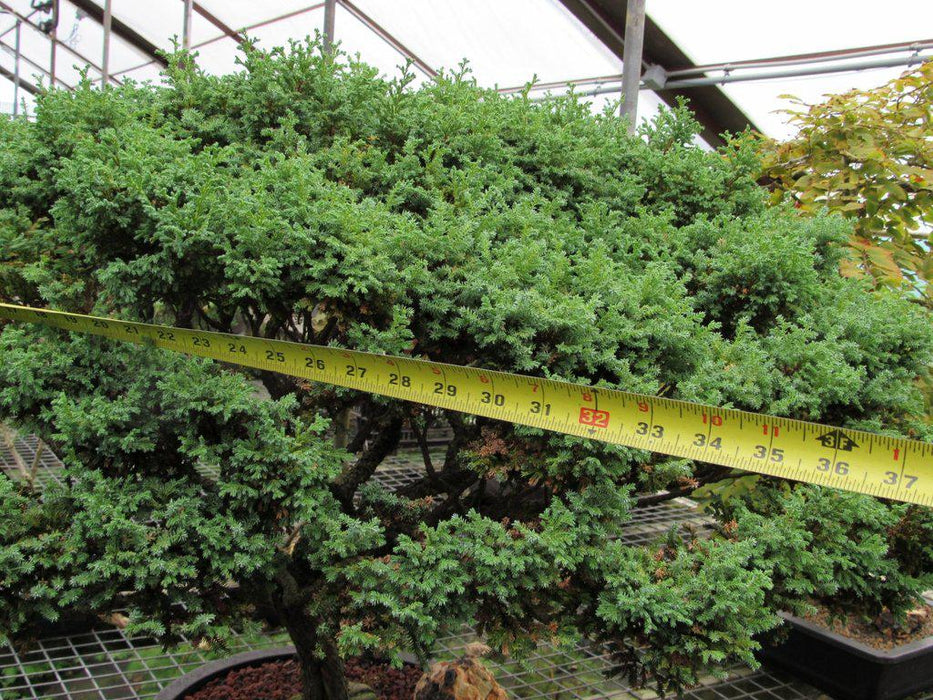 80 Year Old Blue Moss Cypress Specimen Bonsai Tree Canopy Width