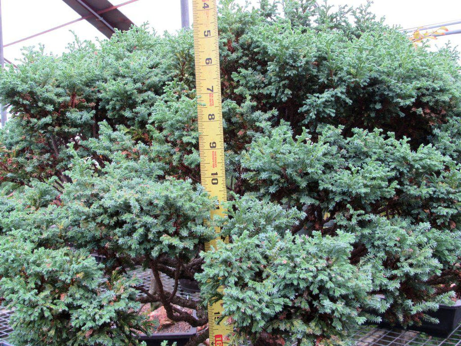 80 Year Old Blue Moss Cypress Specimen Bonsai Tree Canopy Height
