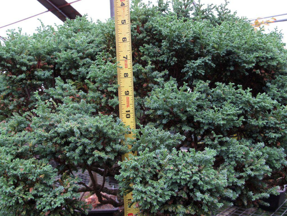 80 Year Old Blue Moss Cypress Specimen Bonsai Tree Canopy Size