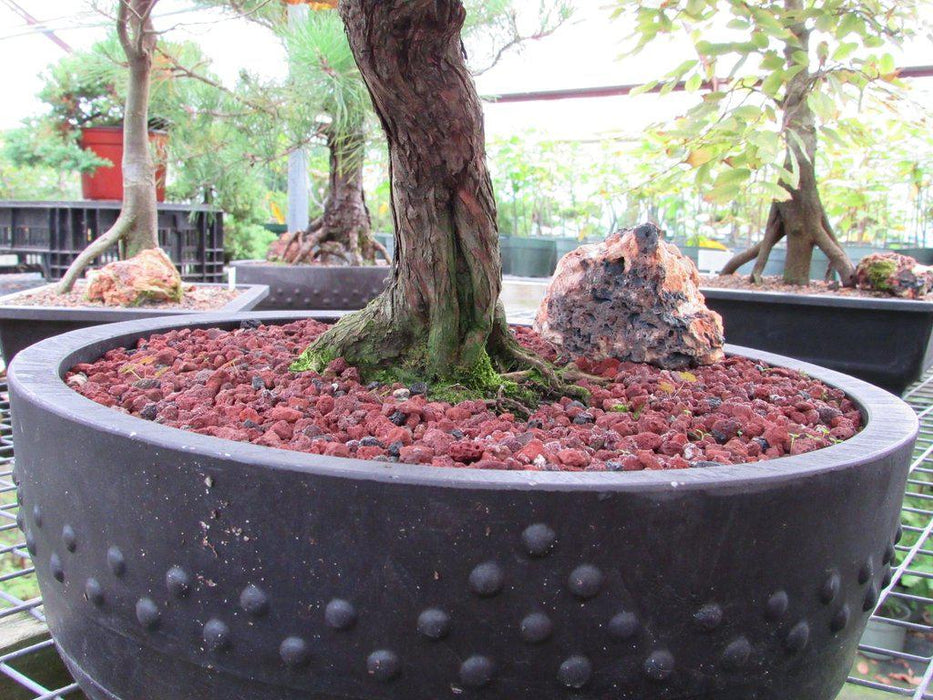 80 Year Old Blue Moss Cypress Specimen Bonsai Tree Trunk