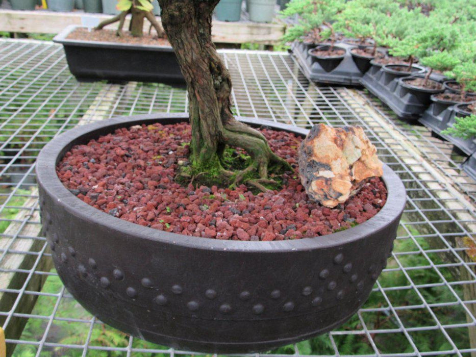 80 Year Old Blue Moss Cypress Specimen Bonsai Tree Pot