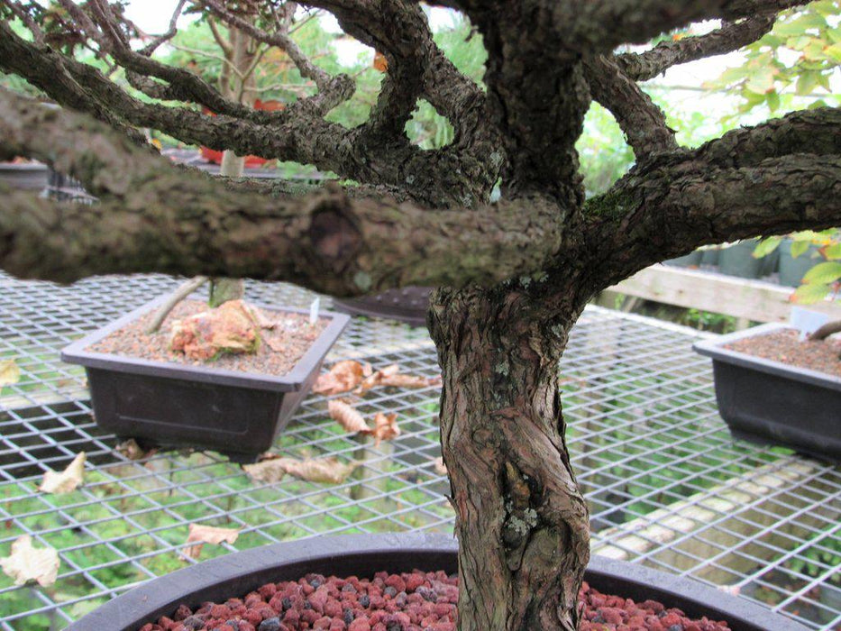 80 Year Old Blue Moss Cypress Specimen Bonsai Tree Trunk Shape