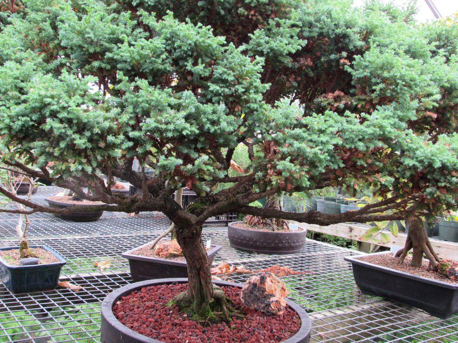 80 Year Old Blue Moss Cypress Specimen Bonsai Tree Profile