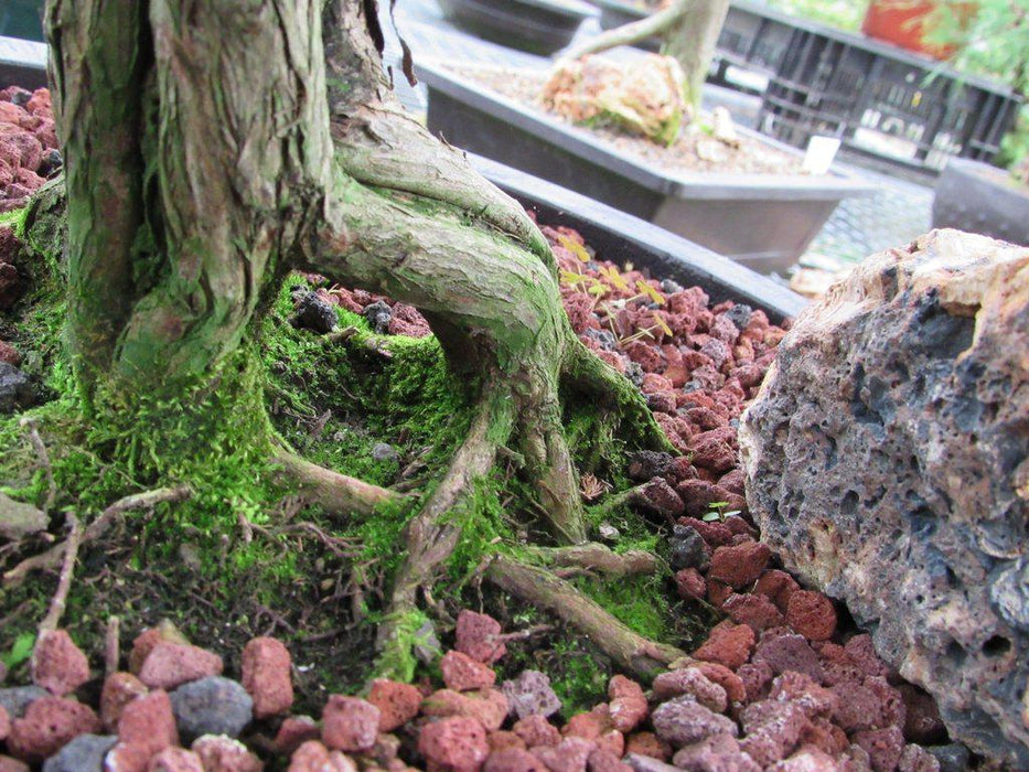80 Year Old Blue Moss Cypress Specimen Bonsai Tree Exposed Roots