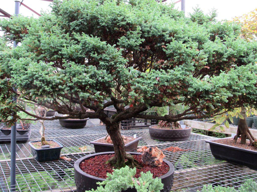 bonsai blue tree 80 Year Old Blue Moss Cypress Specimen Bonsai Tree