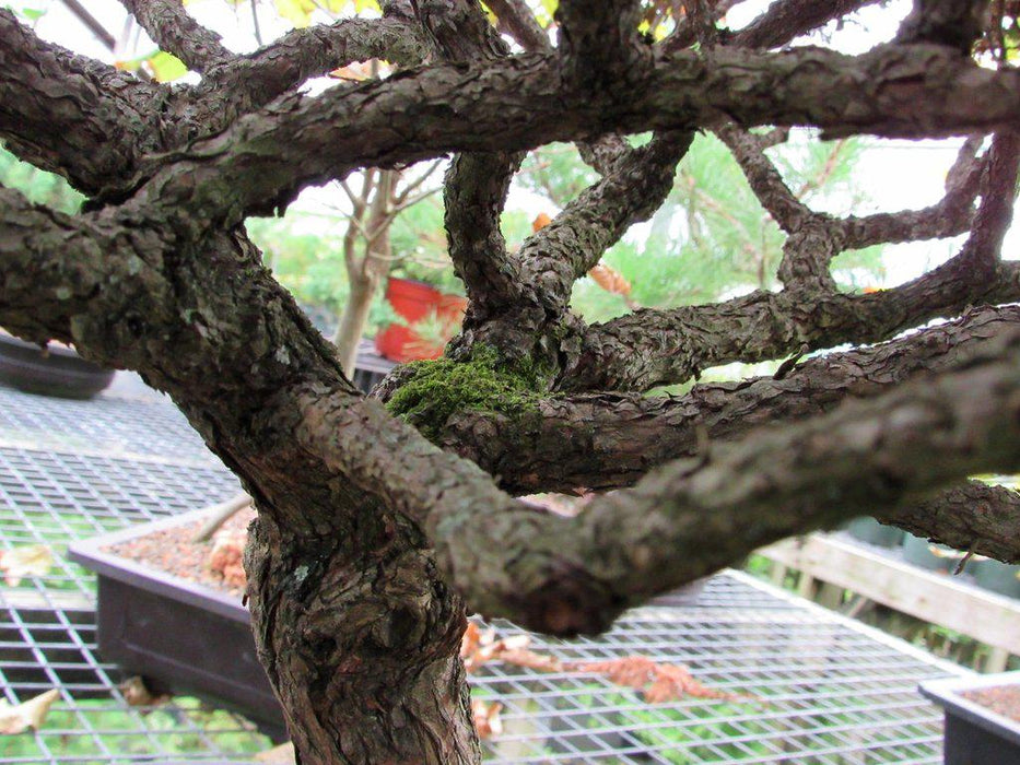 80 Year Old Blue Moss Cypress Specimen Bonsai Tree Branch Structure