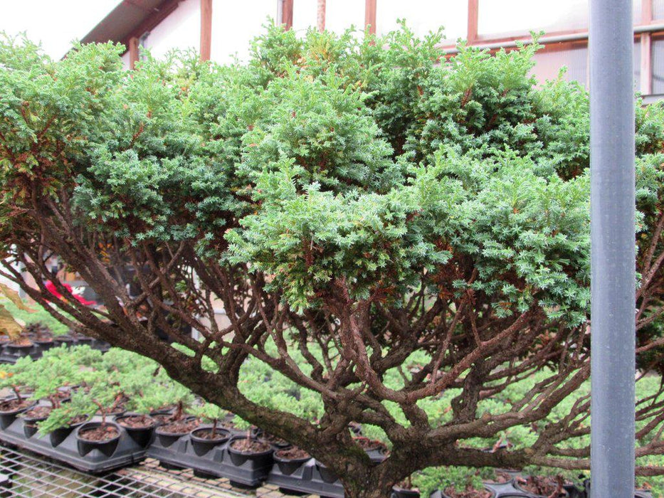 80 Year Old Blue Moss Cypress Specimen Bonsai Tree Foliage