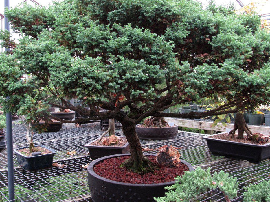 80 Year Old Blue Moss Cypress Specimen Bonsai Tree Alt