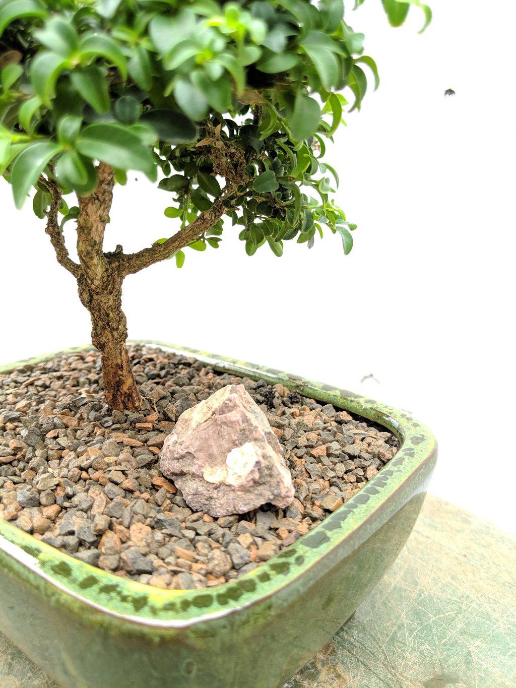 Japanese Kingsville Boxwood Bonsai Tree Trunk