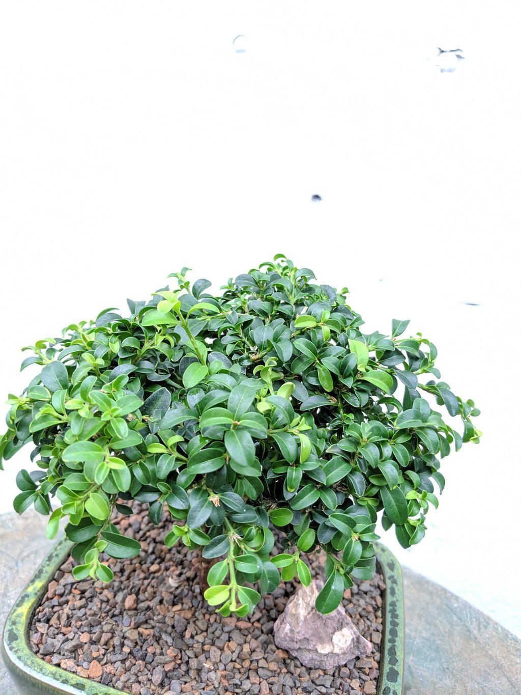Japanese Kingsville Boxwood Bonsai Tree Foliage