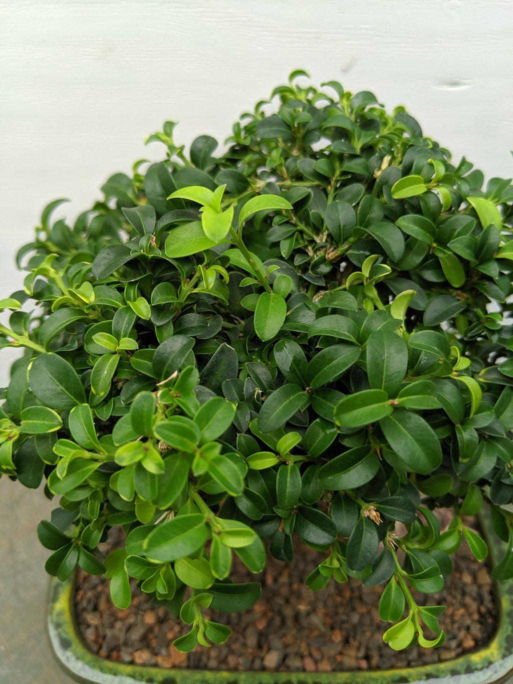Japanese Kingsville Boxwood Bonsai Tree Leaves
