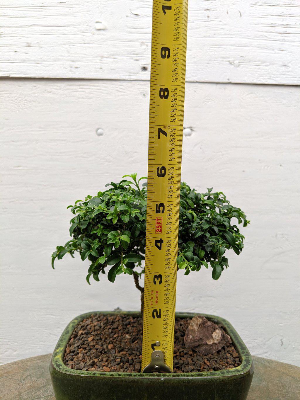 Japanese Kingsville Boxwood Bonsai Tree Size