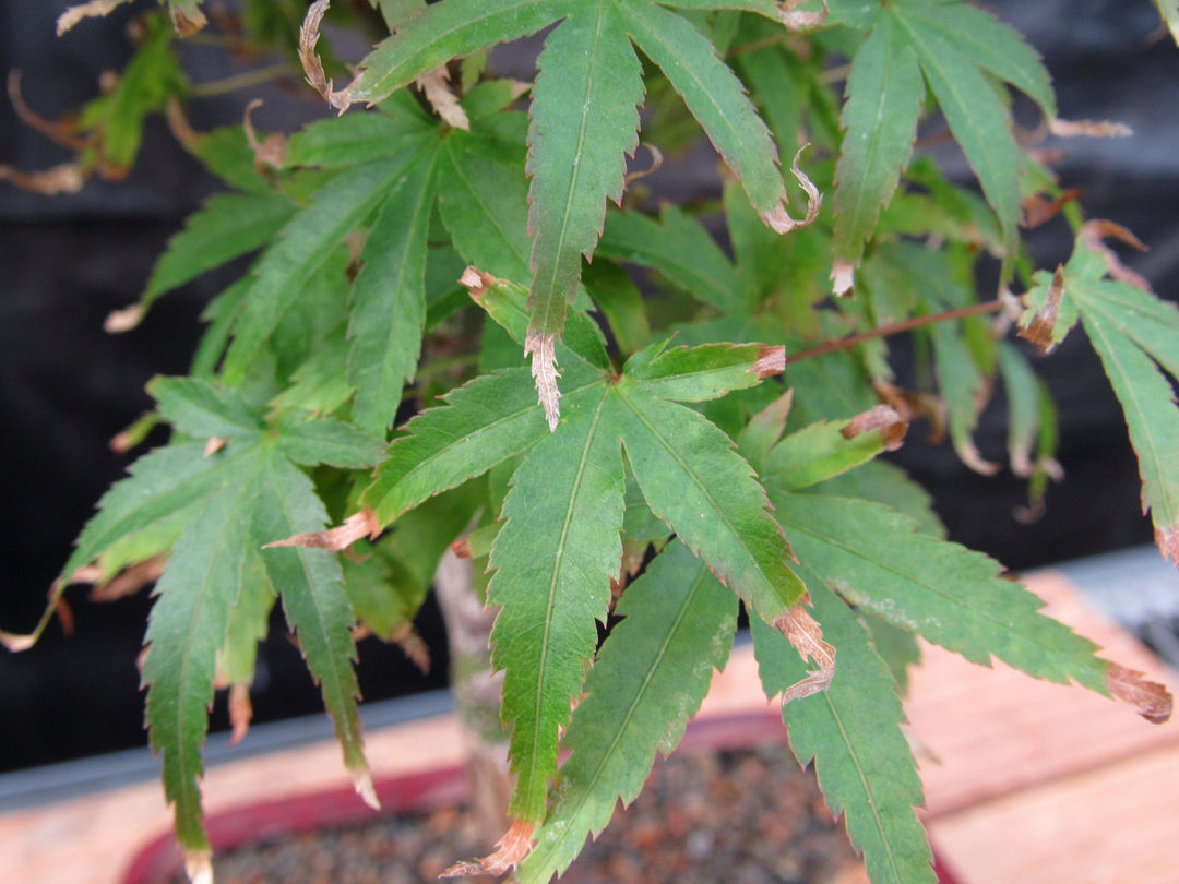 Akita Yatsubusa Japanese Maple Bonsai Tree Leaf