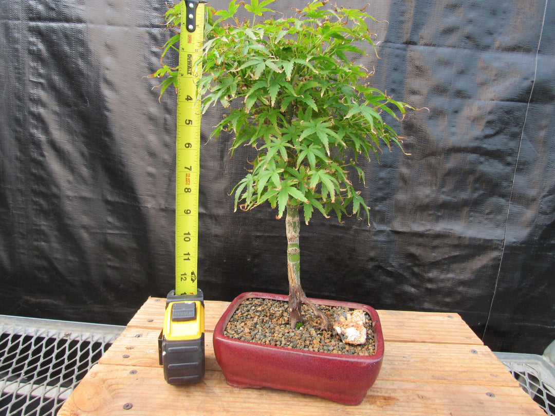 Akita Yatsubusa Japanese Maple Bonsai Tree Height