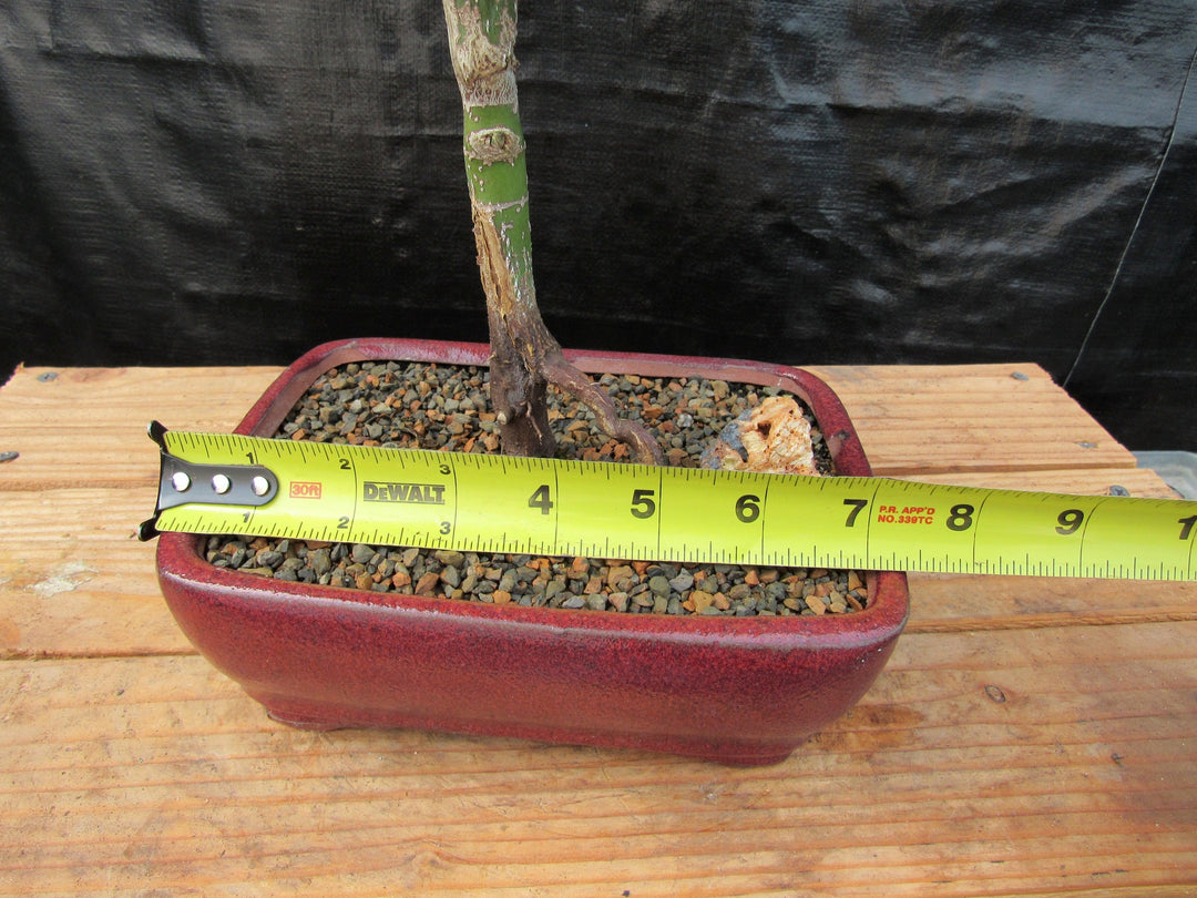 Akita Yatsubusa Japanese Maple Bonsai Tree Size