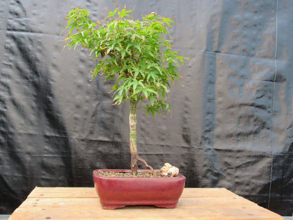 Akita Yatsubusa Japanese Maple Bonsai Tree Profile