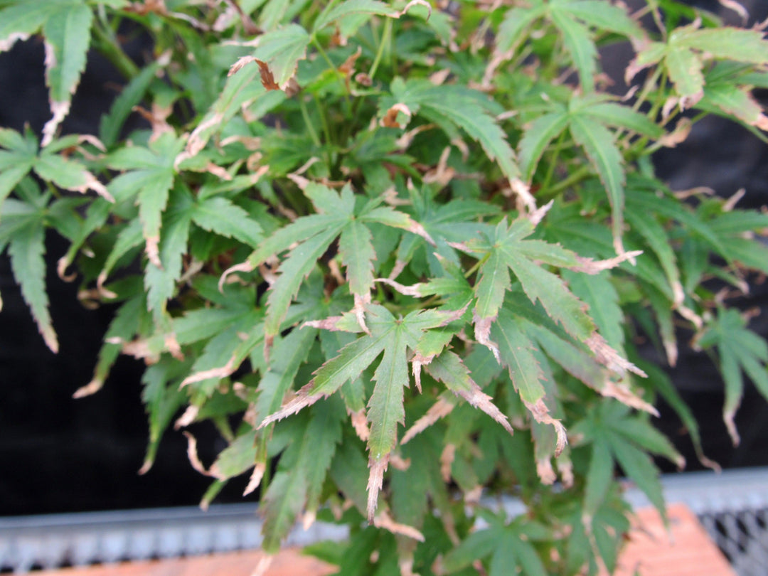 Akita Yatsubusa Japanese Maple Bonsai Tree Fall Foliage