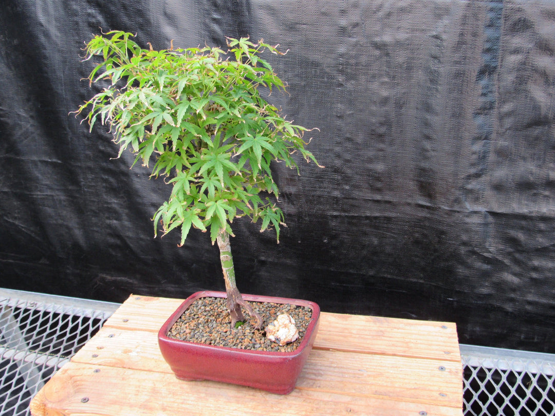 Akita Yatsubusa Japanese Maple Bonsai Tree Side