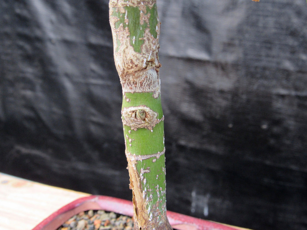 Akita Yatsubusa Japanese Maple Bonsai Tree Trunk