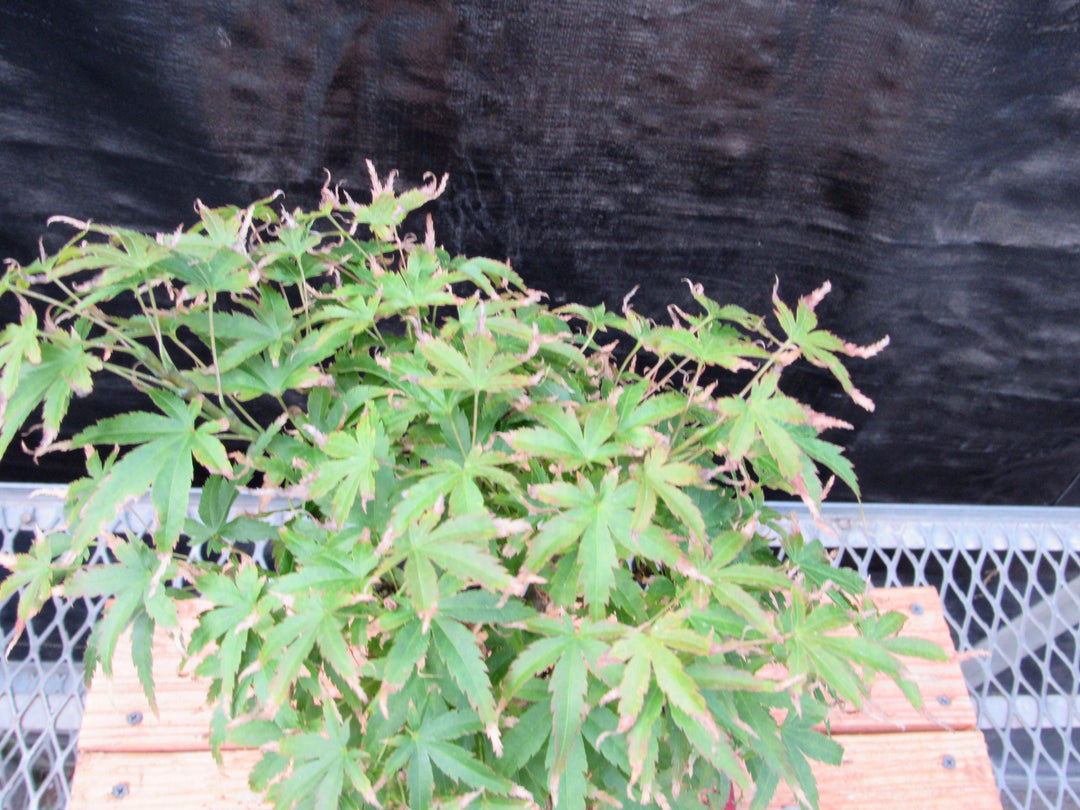 Akita Yatsubusa Japanese Maple Bonsai Tree Canopy