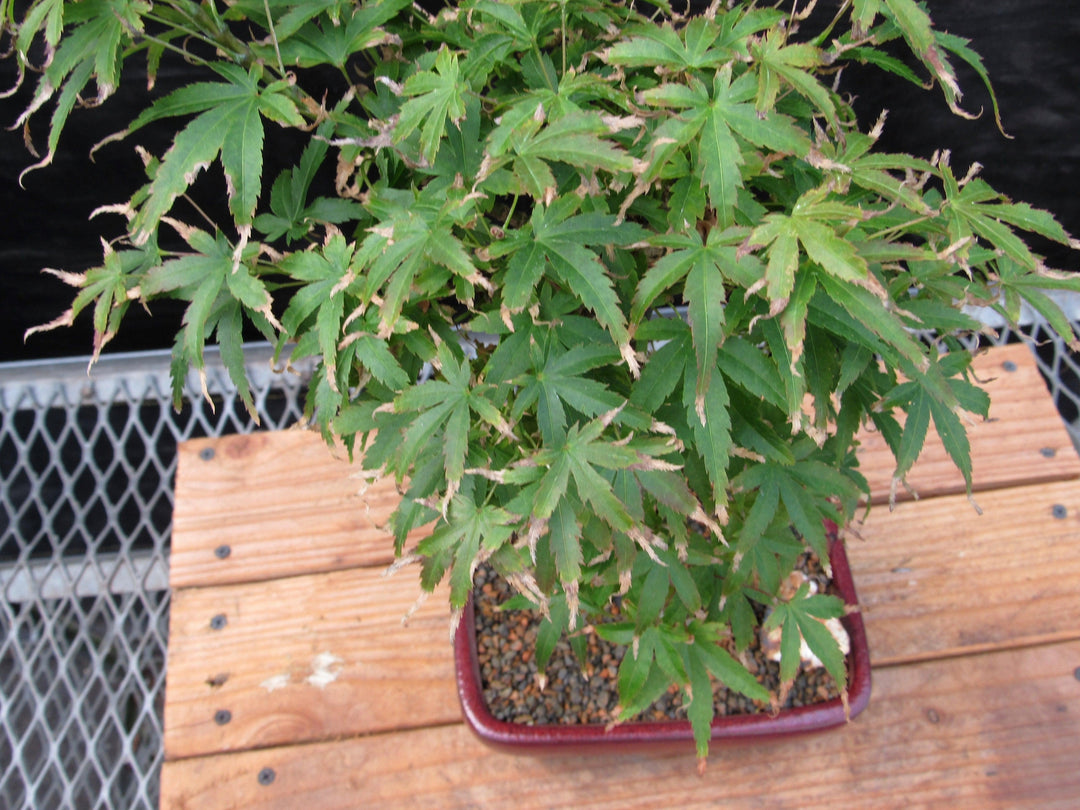 Akita Yatsubusa Japanese Maple Bonsai Tree Leaves