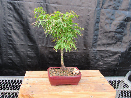 Akita Yatsubusa Japanese Maple Bonsai Tree