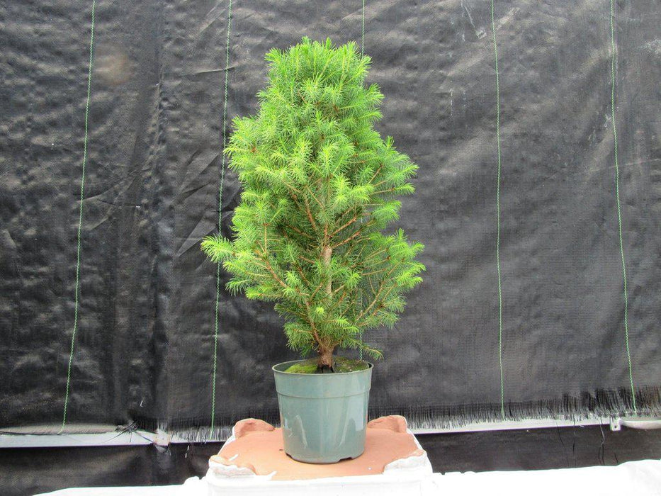 Alberta Spruce Pre Bonsai Straight On