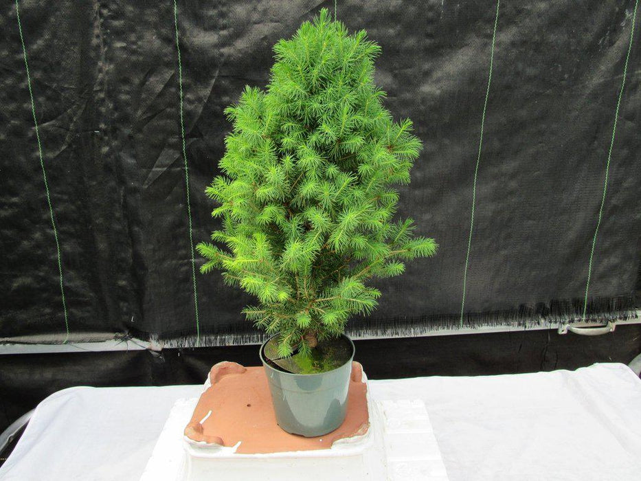 Alberta Spruce Pre Bonsai Profile