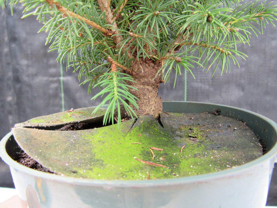 Alberta Spruce Pre Bonsai Trunk