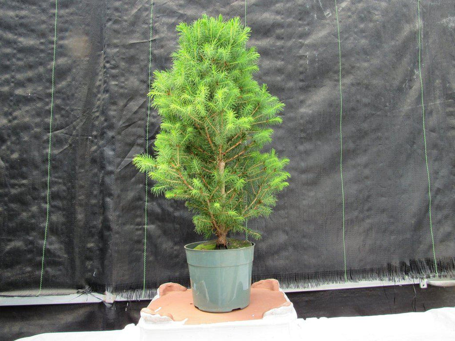 Alberta Spruce Pre Bonsai