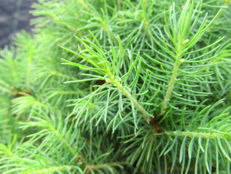 Alberta Spruce Pre Bonsai Foliage