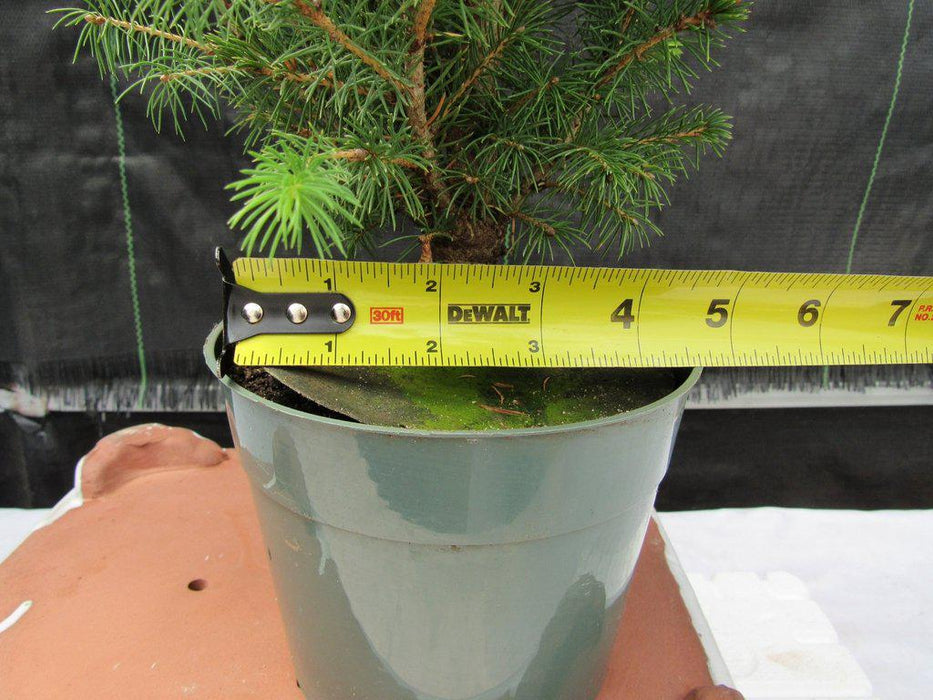 Alberta Spruce Pre Bonsai Width