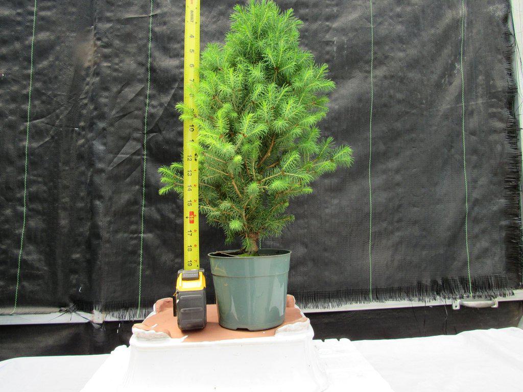 Alberta Spruce Pre Bonsai Height
