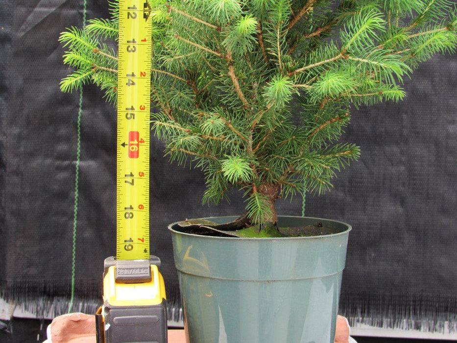 Alberta Spruce Pre Bonsai Size