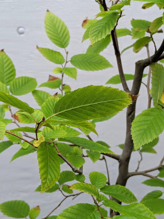 American Hornbeam Bonsai Tree Leaves