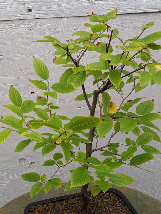 American Hornbeam Bonsai Tree Canopy