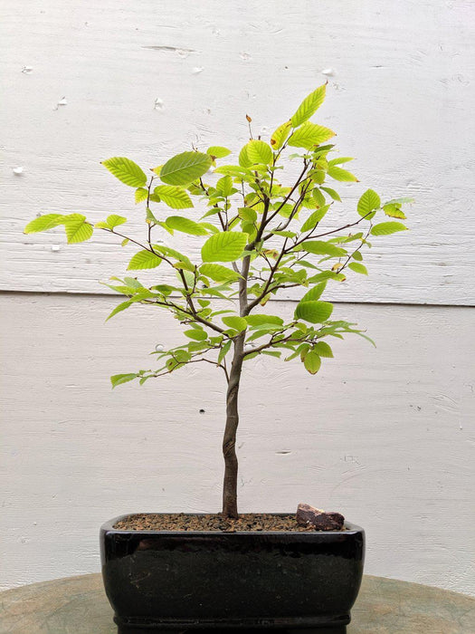 hornbeam tree bonsai American Hornbeam Bonsai Tree