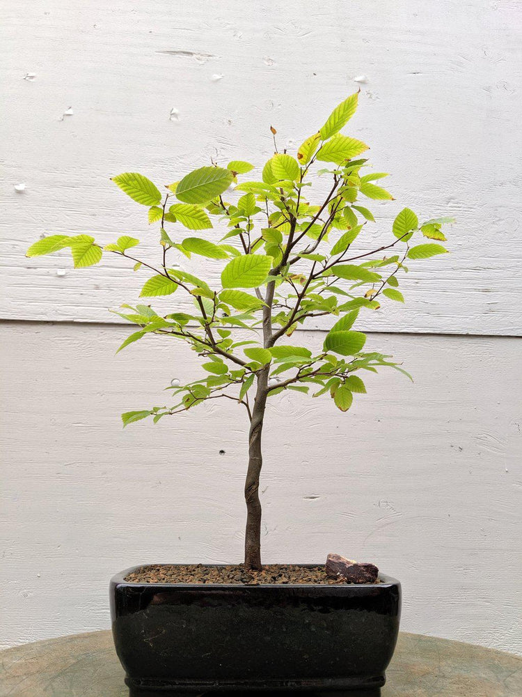 American Hornbeam Bonsai Tree