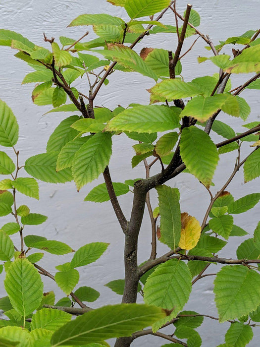 American Hornbeam Bonsai Tree Foliage