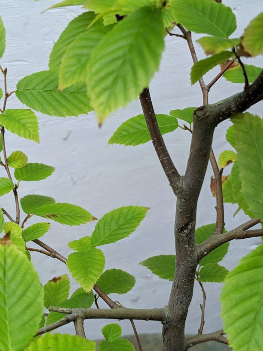 American Hornbeam Bonsai Tree Bark