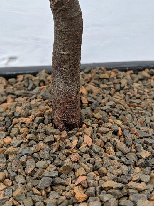 American Hornbeam Bonsai Tree Trunk