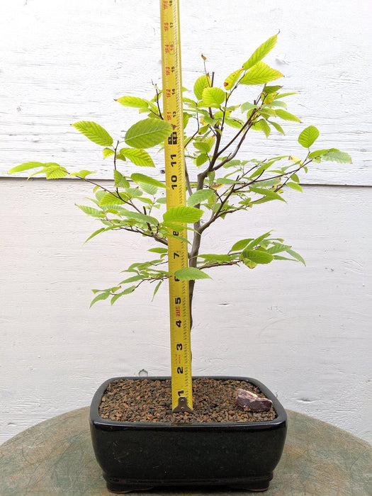 American Hornbeam Bonsai Tree Size
