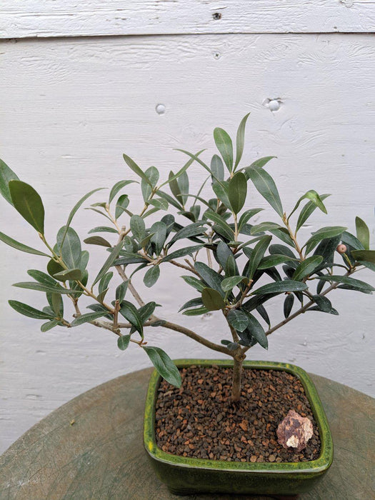 Arbequina Olive Bonsai Tree Profile