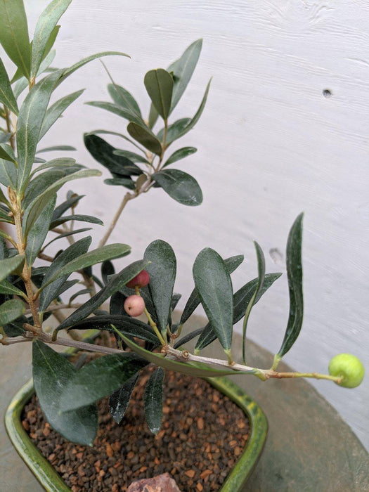 Arbequina Olive Bonsai Tree Fruit