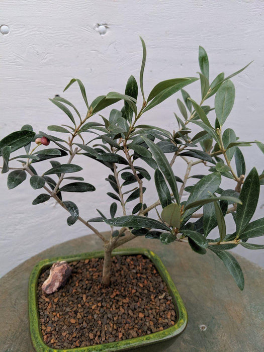 Arbequina Olive Bonsai Tree Leaves