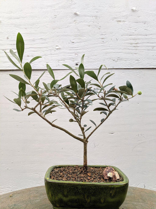 Arbequina Olive Bonsai Tree