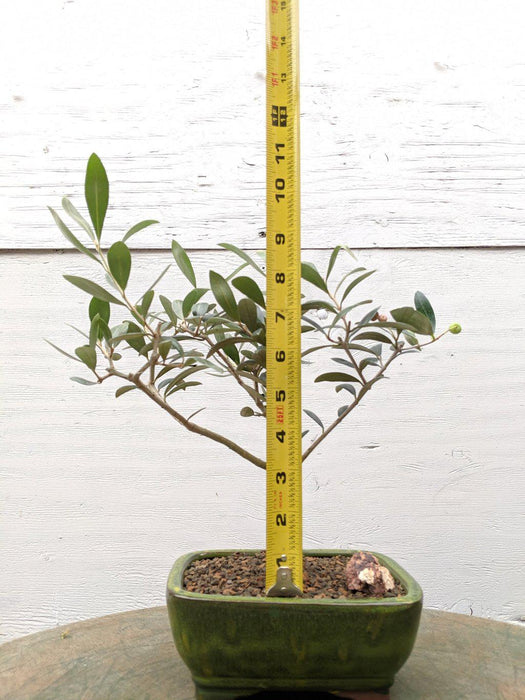 Arbequina Olive Bonsai Tree Size