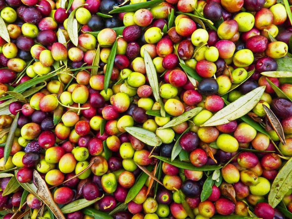 Arbequina Olives