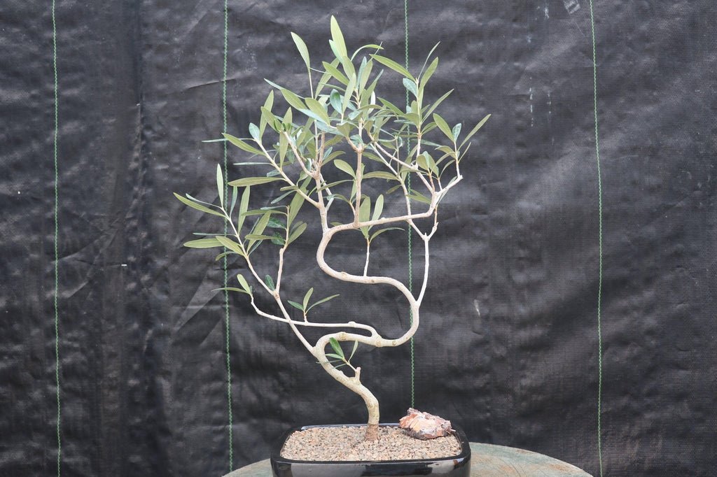 Large Arbequina Olive Bonsai Tree Profile