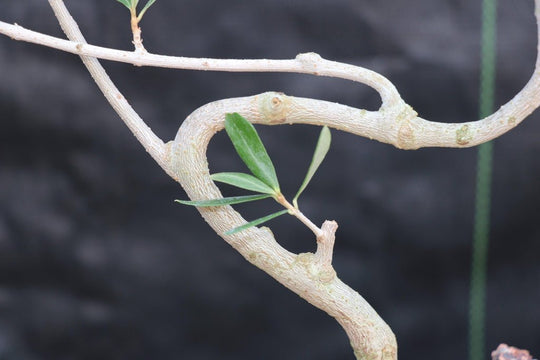 Arbequina Olive Bonsai Tree (Large)